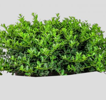 冬青属常绿植物SU模型下载_sketchup草图大师SKP模型