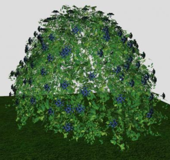 白花丹属灌木植物SU模型下载_sketchup草图大师SKP模型