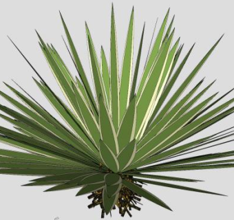 带根的龙舌兰SU模型下载_sketchup草图大师SKP模型