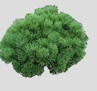 松科灌木植物SU模型下载_sketchup草图大师SKP模型