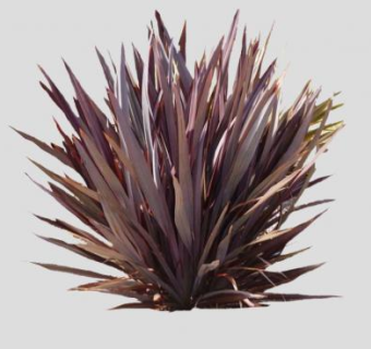 铁锈红新西兰麻植物SU模型下载_sketchup草图大师SKP模型