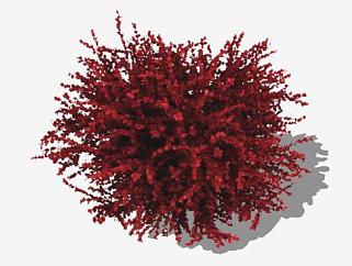 红色小檗属植物SU模型下载_sketchup草图大师SKP模型
