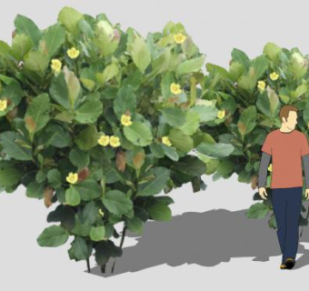 第伦桃属植物SU模型下载_sketchup草图大师SKP模型