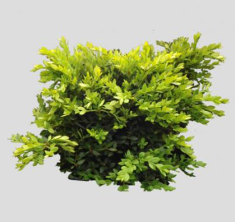 2D黄杨木灌木SU模型下载_sketchup草图大师SKP模型