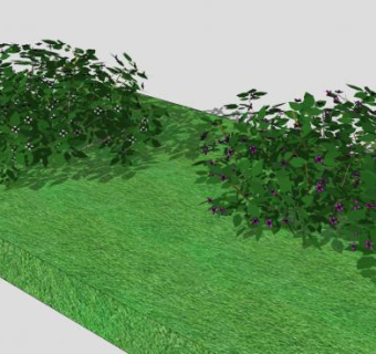 千屈菜科植物SU模型下载_sketchup草图大师SKP模型
