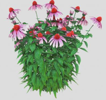 松果菊植物SU模型下载_sketchup草图大师SKP模型