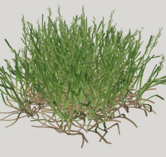 带根的直立草本植物SU模型下载_sketchup草图大师SKP模型