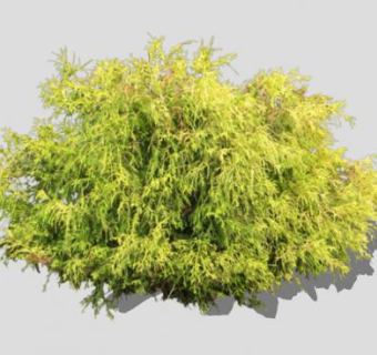 2D北美圆柏植物SU模型下载_sketchup草图大师SKP模型