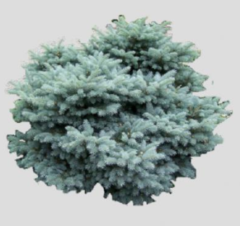 蓝色球状云杉SU模型下载_sketchup草图大师SKP模型