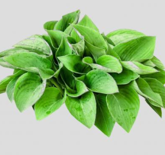 玉簪属观叶草本植物SU模型下载_sketchup草图大师SKP模型