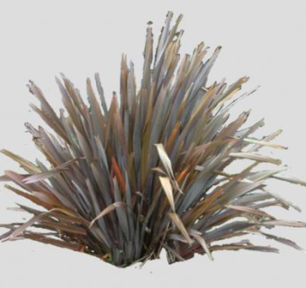 新西兰麻属植物SU模型下载_sketchup草图大师SKP模型