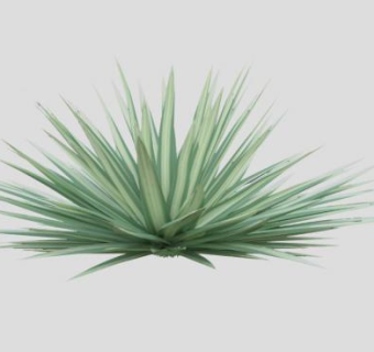 2D丝兰斑叶植物SU模型下载_sketchup草图大师SKP模型