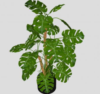 蓬莱蕉植物SU模型下载_sketchup草图大师SKP模型