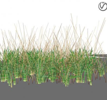 丛生草本植物SU模型下载_sketchup草图大师SKP模型