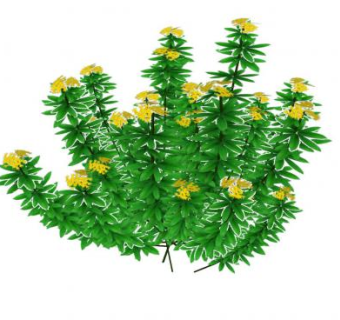 黄花花卉灌木SU模型下载_sketchup草图大师SKP模型