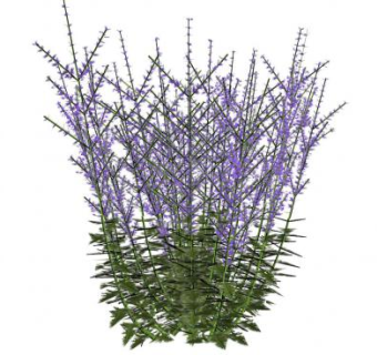 快乐鼠尾草植物SU模型下载_sketchup草图大师SKP模型