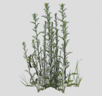 直立生长植物SU模型下载_sketchup草图大师SKP模型