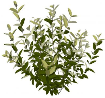 胡颓子属落叶灌木SU模型下载_sketchup草图大师SKP模型