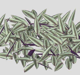 紫鸭跖草多年生植物SU模型下载_sketchup草图大师SKP模型