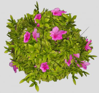 粉花开花灌木植物SU模型下载_sketchup草图大师SKP模型