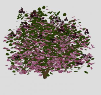 观叶木本灌木SU模型下载_sketchup草图大师SKP模型