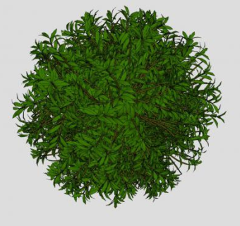 球型绿叶灌木植物SU模型下载_sketchup草图大师SKP模型