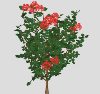 龙船花属开花植物SU模型下载_sketchup草图大师SKP模型