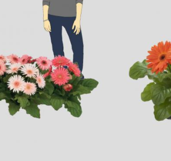 非洲菊草本花卉植物SU模型下载_sketchup草图大师SKP模型