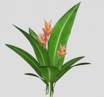 海里康属开花植物SU模型下载_sketchup草图大师SKP模型