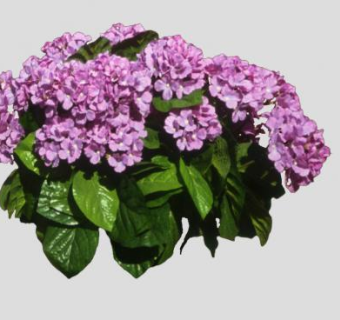 紫色绣球花植物SU模型下载_sketchup草图大师SKP模型