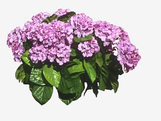 紫色绣球花植物SU模型下载_sketchup草图大师SKP模型