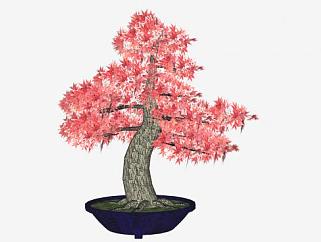 日本红枫盆景植物SU模型下载_sketchup草图大师SKP模型