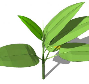 一株小型绿叶植物SU模型下载_sketchup草图大师SKP模型