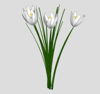 白色花卉植物SU模型下载_sketchup草图大师SKP模型