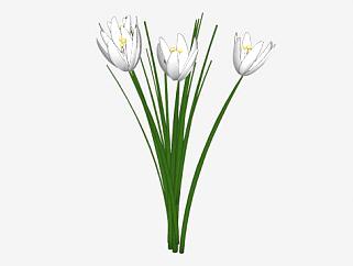 白色花卉植物SU模型下载_sketchup草图大师SKP模型