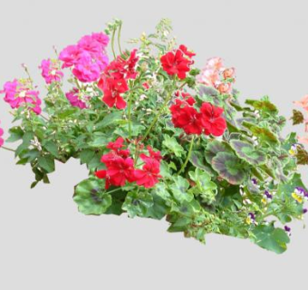 天竺葵灌木花卉植物SU模型下载_sketchup草图大师SKP模型