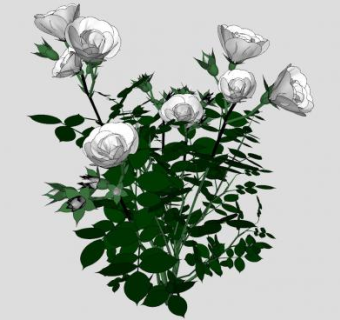 白玫瑰丛SU模型下载_sketchup草图大师SKP模型