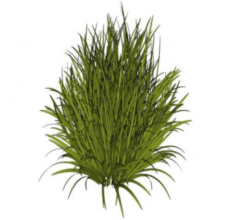 常绿草类植物SU模型下载_sketchup草图大师SKP模型