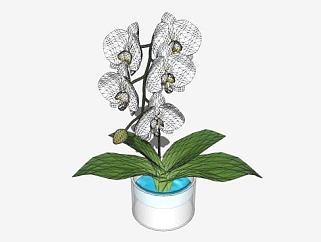 白色开花观赏植物花瓶SU模型下载_sketchup草图大师SKP模型