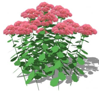 红花景天植物SU模型下载_sketchup草图大师SKP模型