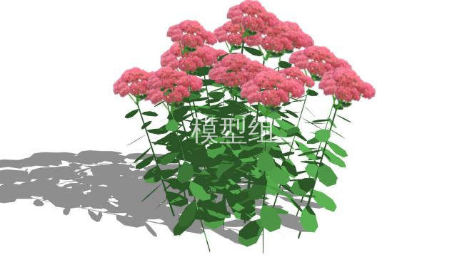 紅花景天植物su模型下載sketchup草圖大師skp模型