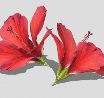 红色芙蓉花SU模型下载_sketchup草图大师SKP模型