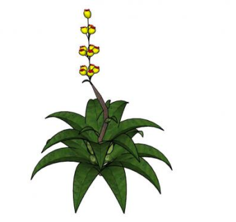 热带黄色开花植物SU模型下载_sketchup草图大师SKP模型