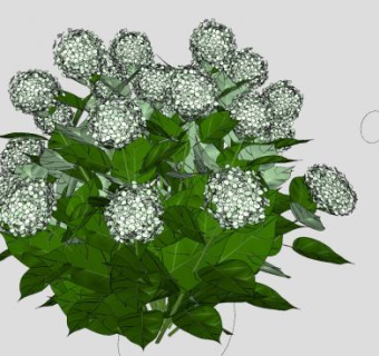 白色绣球花灌木SU模型下载_sketchup草图大师SKP模型