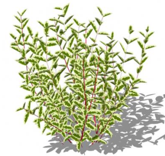 斑叶山茱萸SU模型下载_sketchup草图大师SKP模型