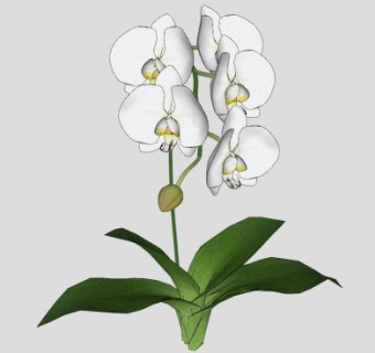 一株开花花卉SU模型下载_sketchup草图大师SKP模型