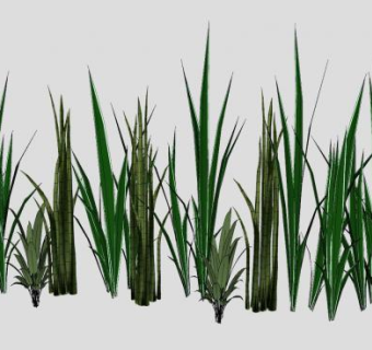 长绿草本植物SU模型下载_sketchup草图大师SKP模型