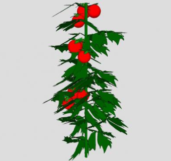 西红柿植株SU模型下载_sketchup草图大师SKP模型