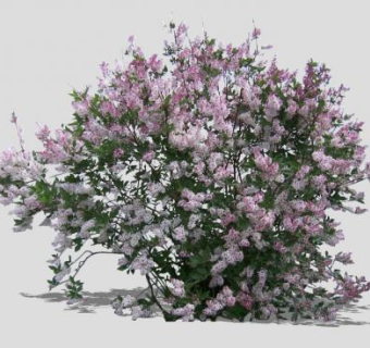淡紫色花卉灌木SU模型下载_sketchup草图大师SKP模型