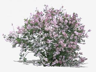 淡紫色花卉灌木SU模型下载_sketchup草图大师SKP模型